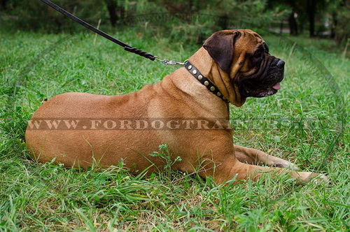 Collare in pelle con borchie rotonde per Bullmastiff