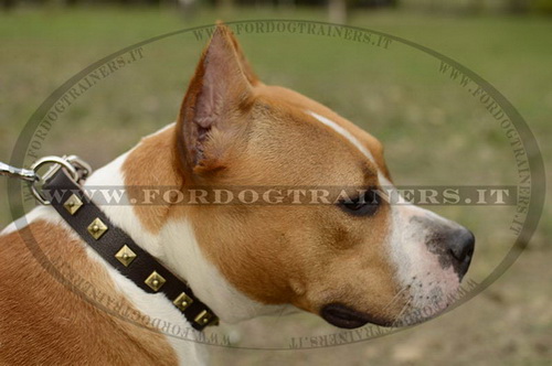 Collare con borchie quadrate per Amstaff