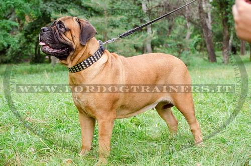 Collare con borchie a piramide per Bullmastiff