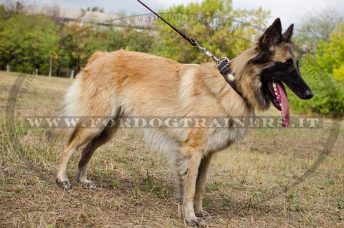 Collare con borchie ovali per Tervueren