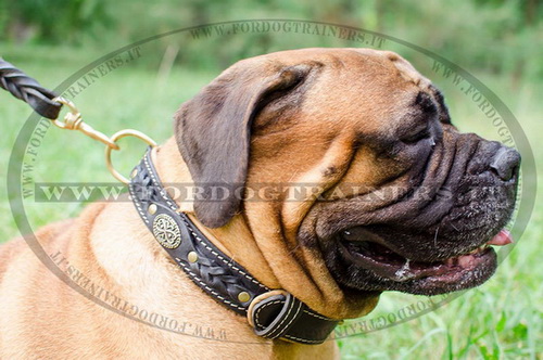 Collare originale per Bullmastiff