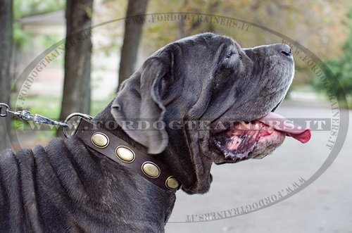 Collare con borchie ovali per Mastino Napolitano