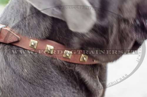 Collare con borchie quadrate per Mastino Napoletano