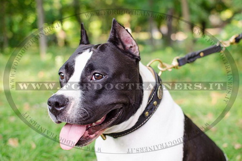 Collare in cuoio con borchie nichelate per Amstaff