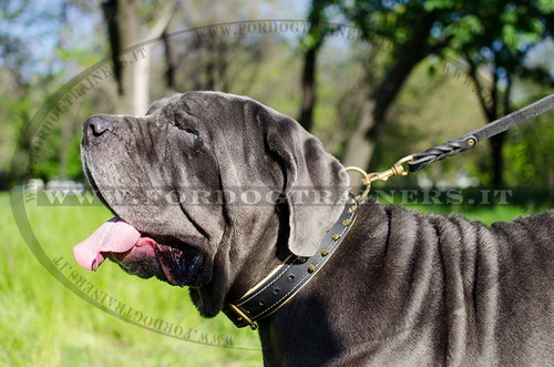Collare di cuoio con borchie a punta per Mastino Napoletano