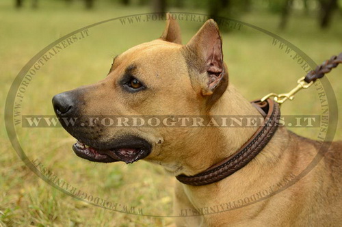 Collare con intrecciamento per American Staffordshire Terrier
