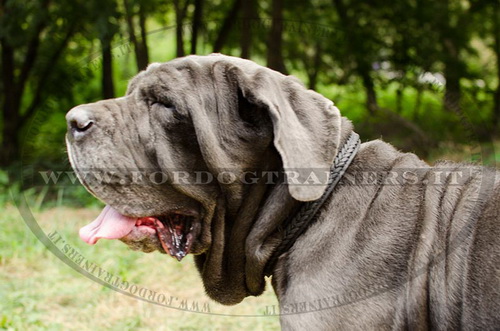 Collare con intrecciamento per Mastino Napoletano
