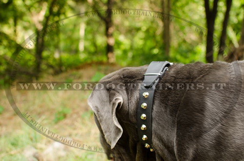 Collare in cuoio con borchie a piramide per Mastino Napoletano