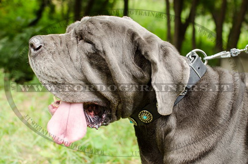 Collare decorativo con pietre azzurre per Mastino Napoletano