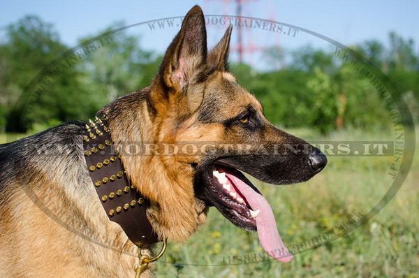 Collare in cuoio con borchie a punta per Pastore Tedesco