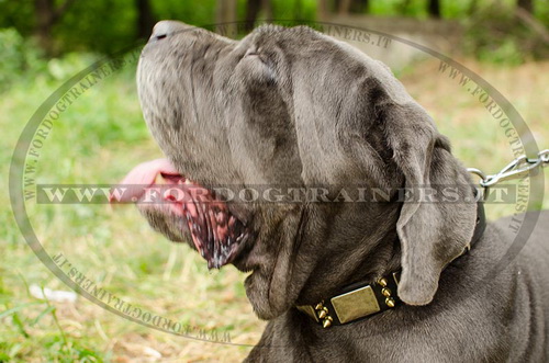 Collare con punte e piastre per Mastino Napoletano