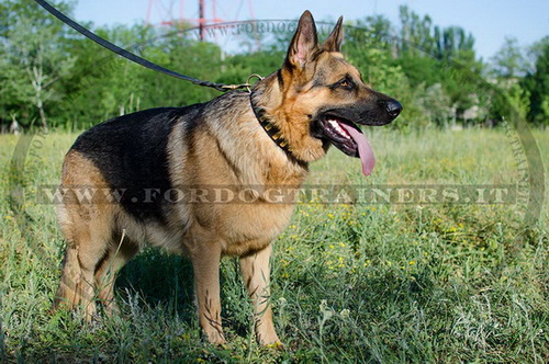 Collare in cuoio con piastre per Pastore tedesco