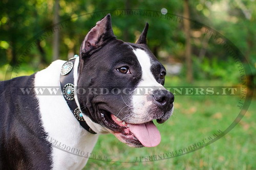 Collare decorativo con pietre azzurre per Amstaff