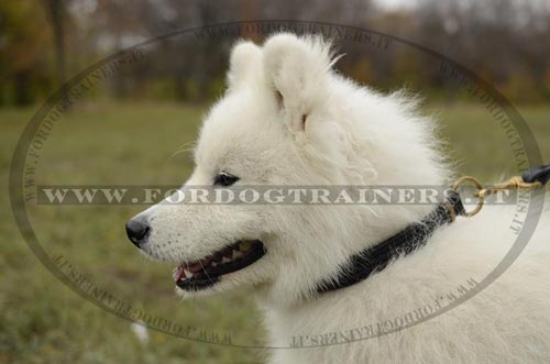 Collare a strozzo con intrecciamento per Samoiedo