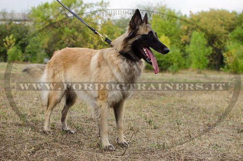 Collare a strozzo con intrecciamento per Tervueren