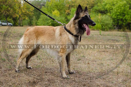 Collare in cuoio a strozzo per Tervueren