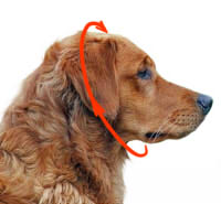 Come misurare cane per collare