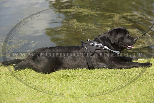 Pettorina in nylon per Labrador Retriever