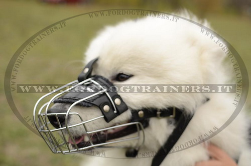 Museruola nichelata a cestello per Samoiedo