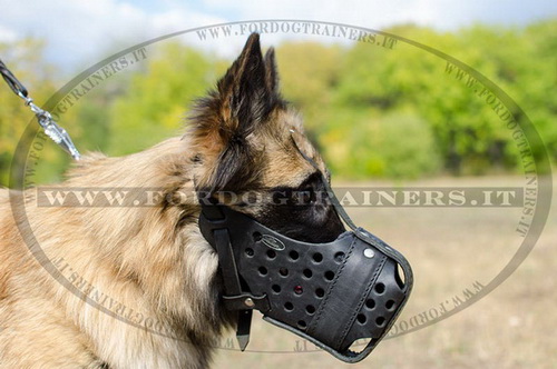 Museruola in cuoio per Tervueren