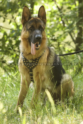 Pettorina esclusiva con borchie di ottone per Pastore tedesco