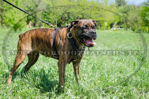 Pettorina esclusiva con borchie di ottone per Boxer - Fai un click sull'immagine per scegliere -