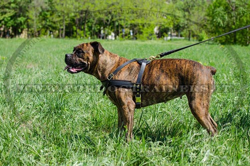 Pettorina universale in pelle da traino per Boxer