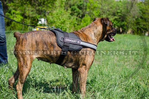 Pettorina con striscia rifrangente per Boxer