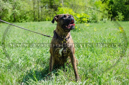 Pettorina rinforzata dal cuoio doppio per Boxer
