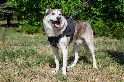 Pettorina multi-funzionale di nylon per Laika della Siberia