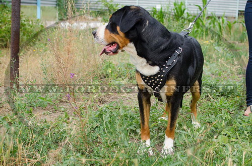 Pettorina con borchie a piramide per Swiss Mountain Dog