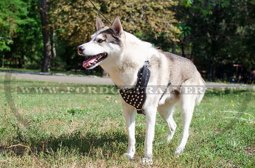 Pettorina con borchie a piramidi per Laika della Siberia