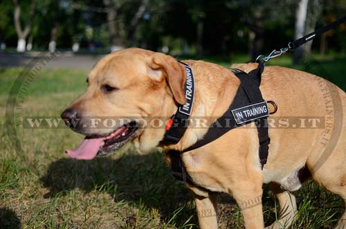 Guinzaglio per cani di grandi dimensioni durevole da 117cm Golden Retriever  collare per cani di taglia media guinzagli corda di piombo forte per  Labrador Husky Rottweiler - AliExpress