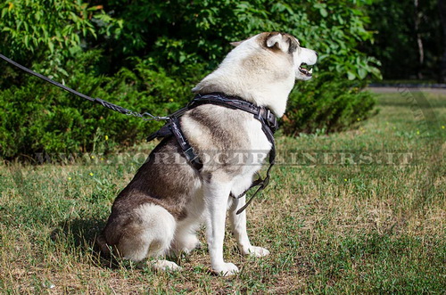 Pettorina dipinta a mano "Filo spinato" per Laika della Siberia