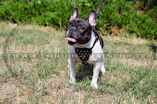 Pettorina in pelle con borchie a piramide per Bulldog francese