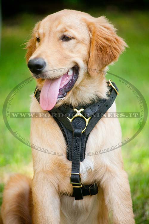 Pettorina universale per passeggiate con Golden Retriever