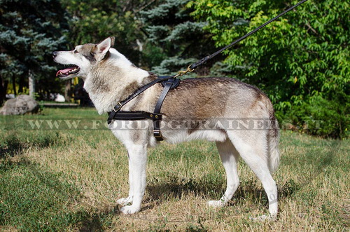 Pettorina da traino di cuoio per Laika della Siberia Occidentale