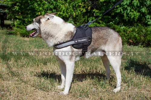 Pettorina in nylon per Laika della Siberia Occidentale