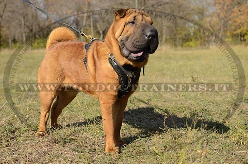 Pettorina in vero cuoio per Shar Pei