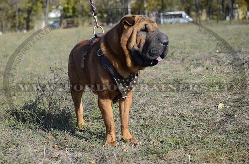Pettorina originale con borchie di ottone per Shar Pei