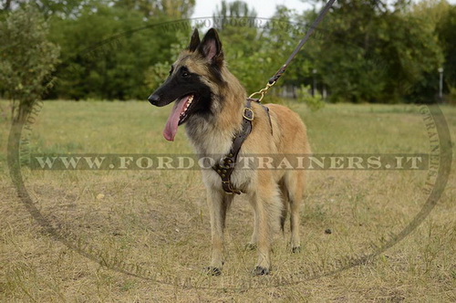 Pettorina originale con borchie di ottone per Tervueren