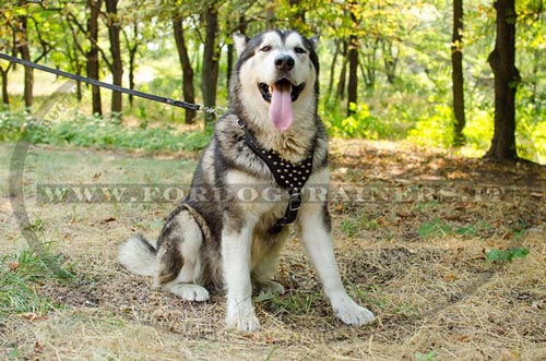 Pettorina con borchie a piramidi per Malamut