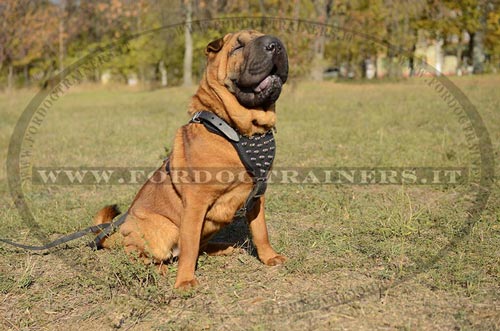 Pettorina in cuoio con borchie a punta per Shar Pei