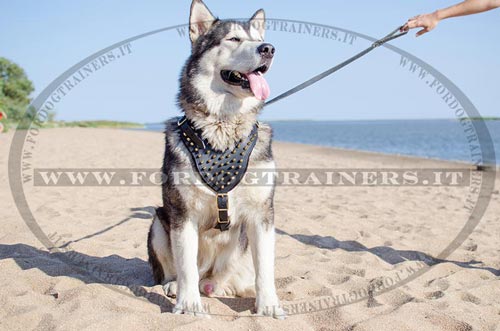 Pettorina in cuoio con borchie a punta di ottone per Malamut