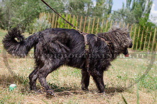Pettorina di cuoio doppio per Cane da pastore del Caucaso