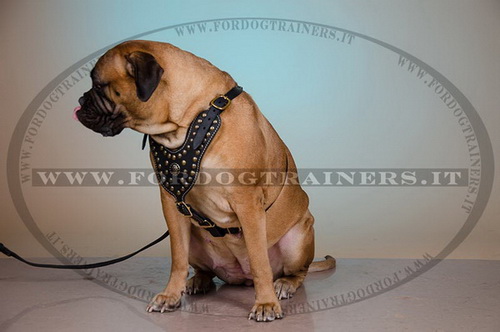 Pettorina esclusiva con borchie di ottone per Bullmastiff