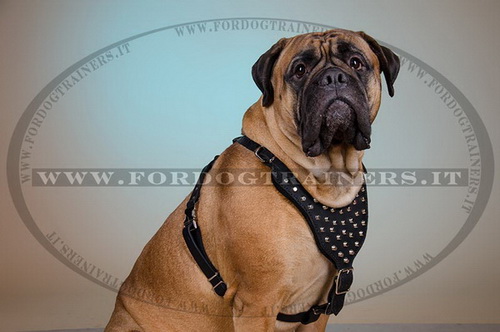 Pettorina con borchie a piramide per Bullmastiff