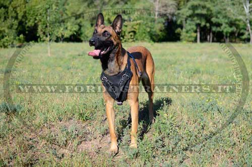 Pettorina in pelle per Malinois