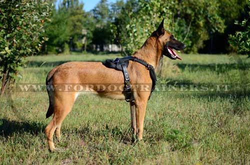 Pettorina in pelle per Malinois