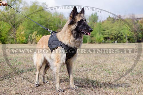 Pettorina multi-funzionale di nylon per Tervueren